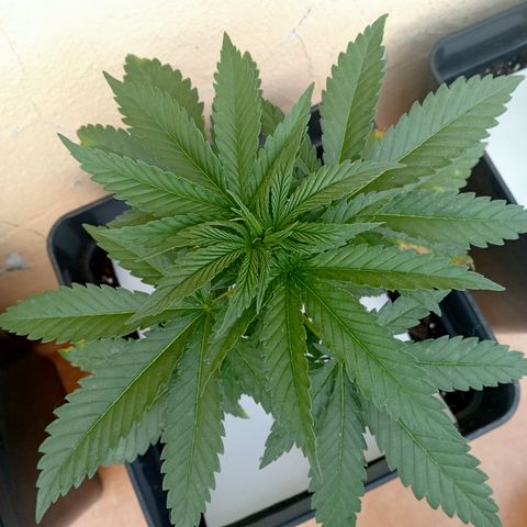 Kritikal Bilbo growlog timeline photo