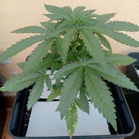 Kritikal Bilbo growlog timeline photo