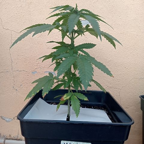 White Widow growlog timeline photo