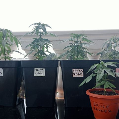 White Widow growlog timeline photo