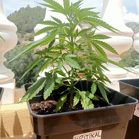Kritikal Bilbo growlog timeline photo