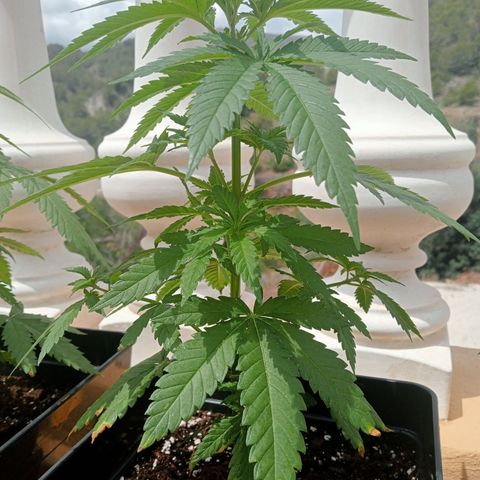 White Widow growlog timeline photo
