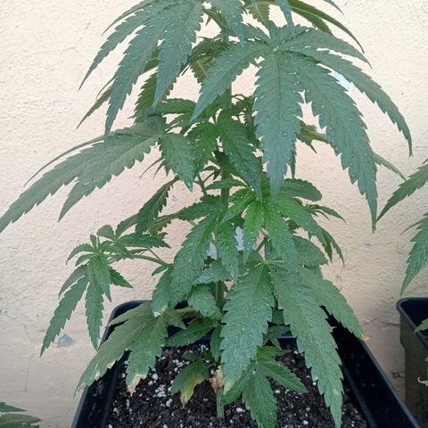 White Widow growlog timeline photo