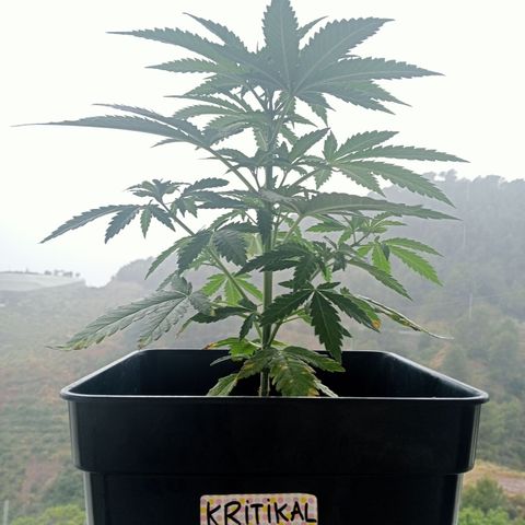 Kritikal Bilbo growlog photo: Día de lluvia 