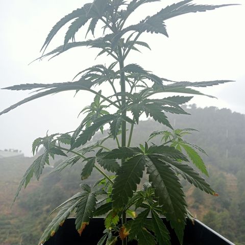 White Widow growlog photo: Día de lluvia  ⛈️