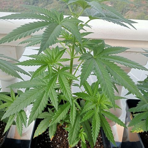 White Widow growlog timeline photo