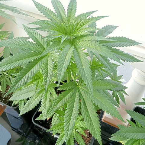 White Widow growlog timeline photo