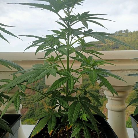 White Widow growlog timeline photo