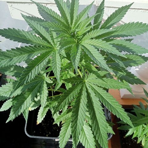 Kritikal Bilbo growlog timeline photo