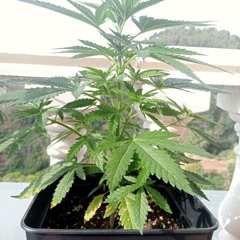 Kritikal Bilbo growlog timeline photo
