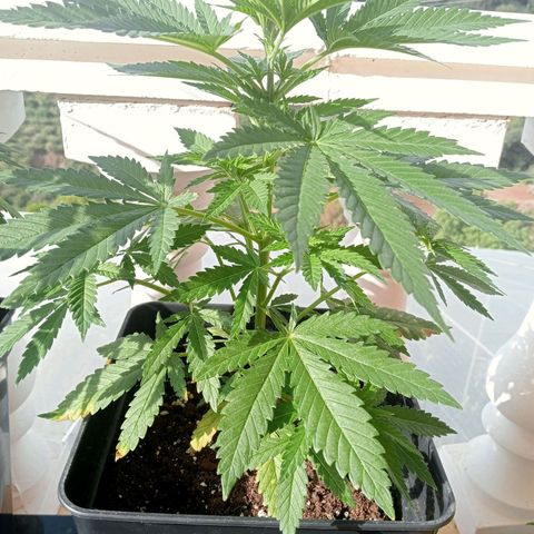 Kritikal Bilbo growlog timeline photo