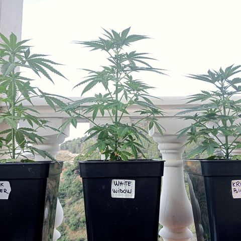 White Widow growlog timeline photo