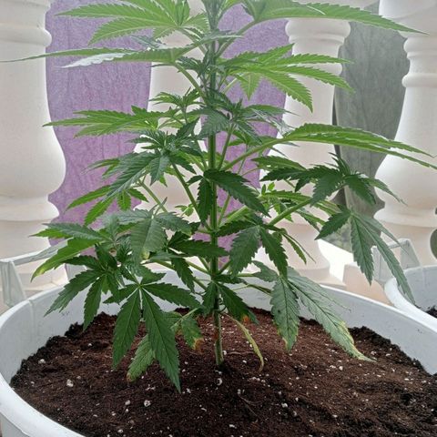 Kritikal Bilbo growlog photo: Trasplante final a maceta de 40L