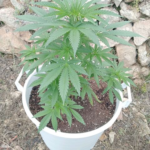 Kritikal Bilbo growlog timeline photo