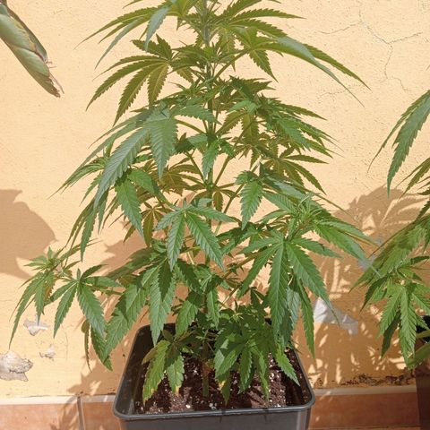 White Widow growlog timeline photo