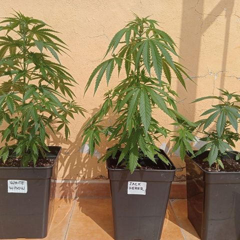White Widow growlog timeline photo