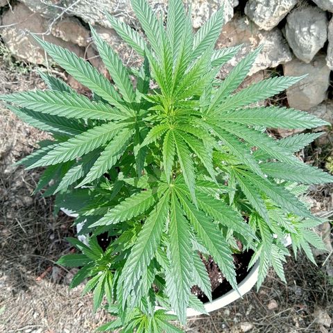 Kritikal Bilbo growlog timeline photo