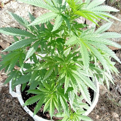Kritikal Bilbo growlog timeline photo