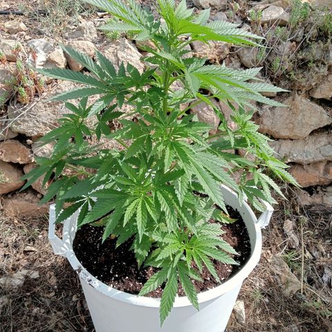 Kritikal Bilbo growlog timeline photo