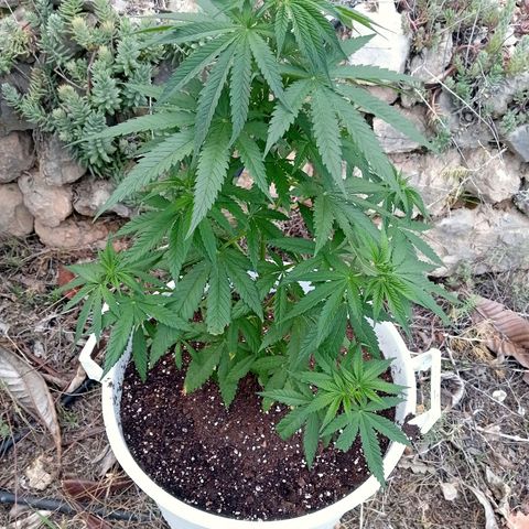 White Widow growlog timeline photo