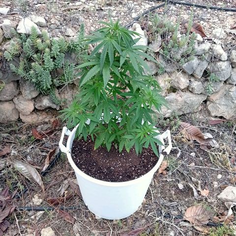 White Widow growlog timeline photo
