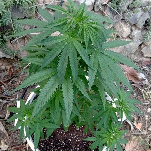 White Widow growlog timeline photo