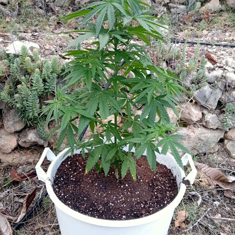 White Widow growlog timeline photo