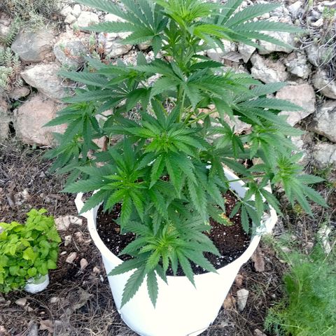 Kritikal Bilbo growlog timeline photo