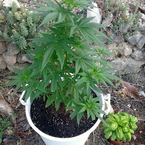 White Widow growlog timeline photo
