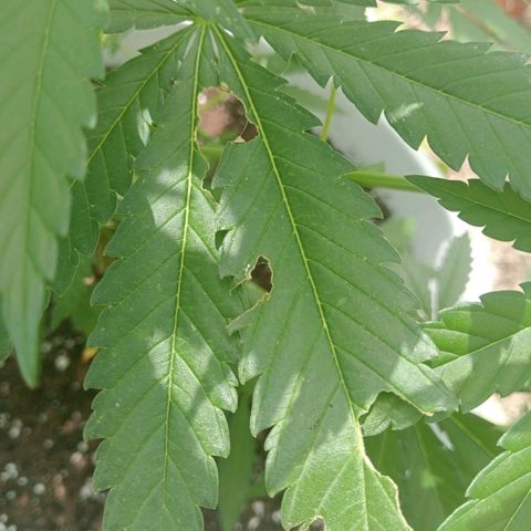 Kritikal Bilbo growlog timeline photo