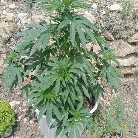 Kritikal Bilbo growlog timeline photo