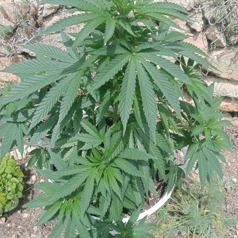 Kritikal Bilbo growlog timeline photo