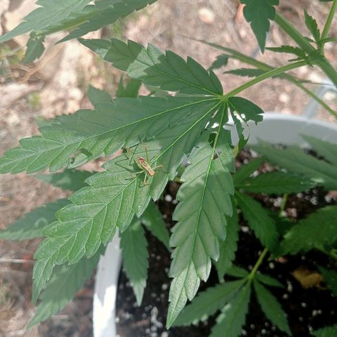 Kritikal Bilbo growlog timeline photo