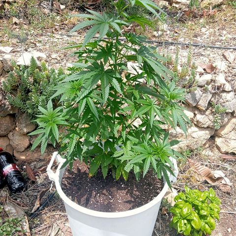 White Widow growlog timeline photo