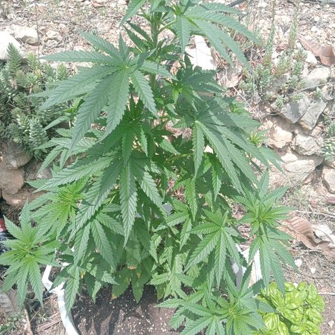 White Widow growlog timeline photo