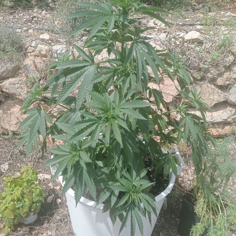Kritikal Bilbo growlog timeline photo