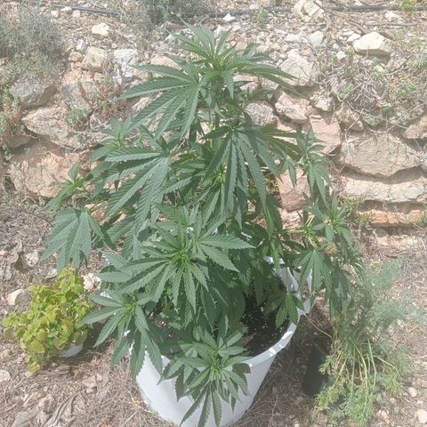 Kritikal Bilbo growlog timeline photo