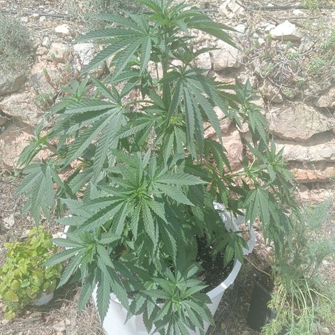 Kritikal Bilbo growlog timeline photo