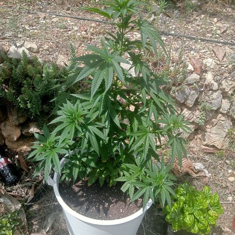 White Widow growlog timeline photo