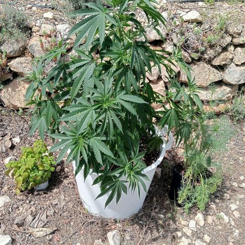 Kritikal Bilbo growlog timeline photo