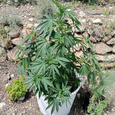 Kritikal Bilbo growlog timeline photo
