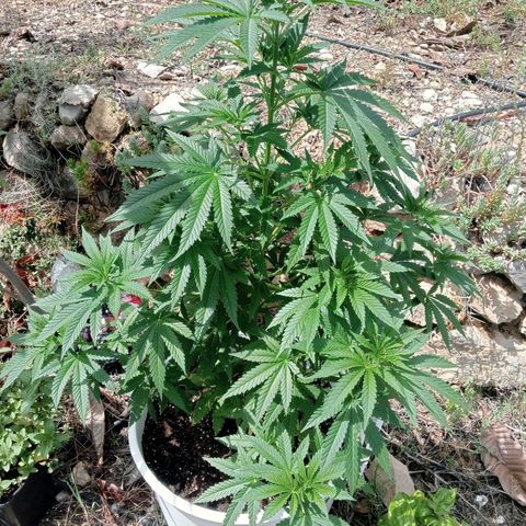 White Widow growlog timeline photo