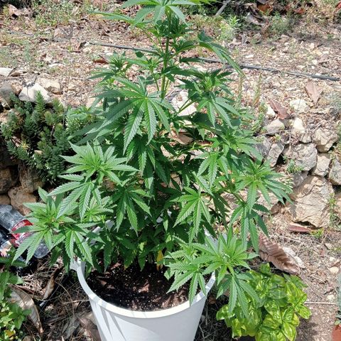 White Widow growlog timeline photo