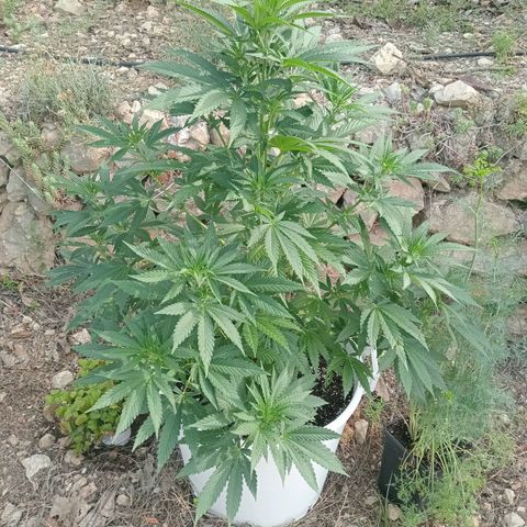 Kritikal Bilbo growlog timeline photo
