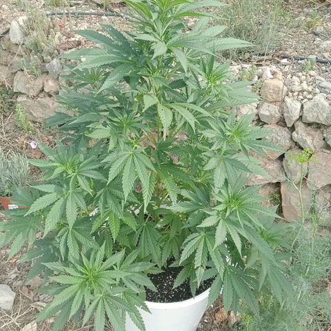Kritikal Bilbo growlog timeline photo