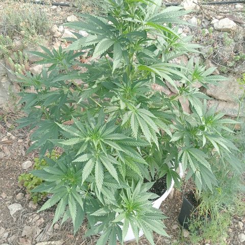 Kritikal Bilbo growlog timeline photo