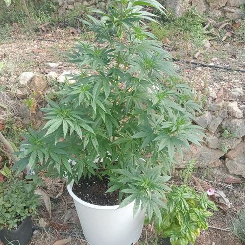 White Widow growlog timeline photo
