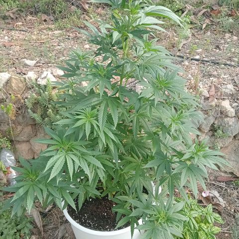 White Widow growlog timeline photo
