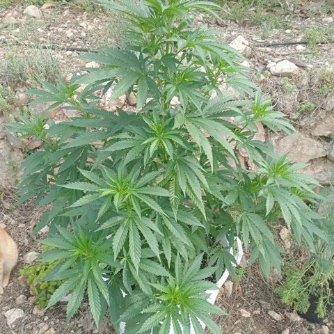 Kritikal Bilbo growlog timeline photo