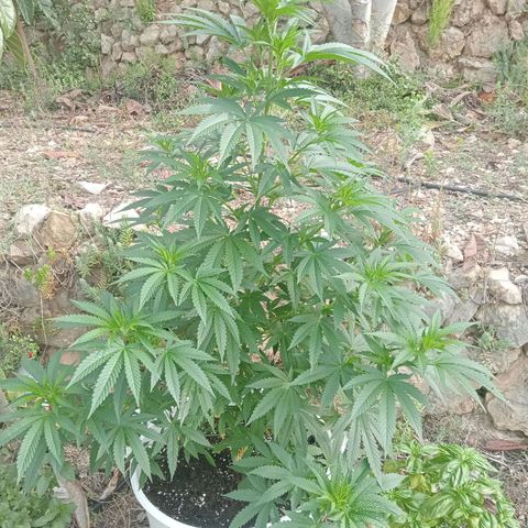 White Widow growlog timeline photo